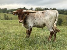 24-52 Steer