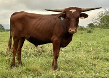24-55 Steer