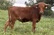 24-54 Steer