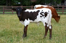 UNREGISTERED CALF