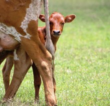 2016 Society Queen Heifer