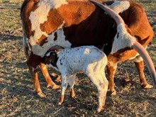 Tatiana x Pay Line heifer calf