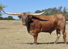 Iron Hail Semen (SITTIN BULL x CHERRY COYOTE)