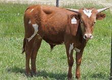 IRON HAIL X CREEKMORE'S AWESOME BULL CALF 