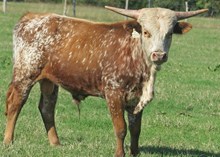 DC Bevo 