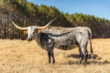 Lil' Rock's Covergirl TK