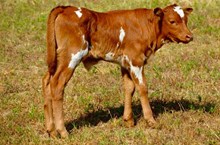 (Bull Calf) Outlawed X CCR Wyo Watson