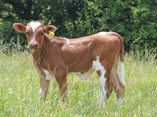 HL Magnetic Maren Bull