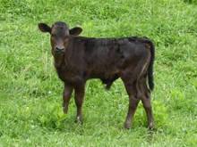 GINGER BREAD HEIFER