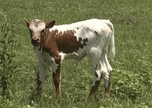 RESPECTABLE EQUALIZER HEIFER CALF