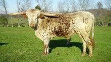 RJF Texmax RJF Texmax