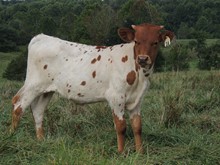 23-14 Steer White