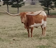 Red's Safari HCL