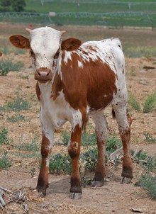 Robbie Anns 15 bull