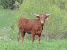 Roundup's Lone Star