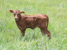 2023 GH Sugar Rush Bull