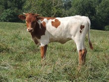 Rustic Ruby