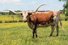 SH Sundance Bunny 65/3 SH Sundance Bunny 65/3