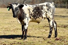 (Bull Calf) Outlawed X SSR Pearl 2