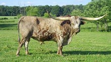 Sittin Bull