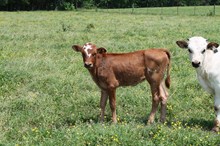 Sittin Meadow