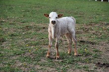 JH Ener-Chi X NB Sittin Proud Bull