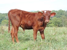 2023 WPR Sock It To Me Bull