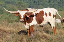 Steel Star Steer 