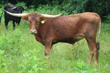 20-05 Steer