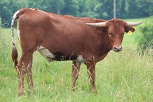 21-07 Steer