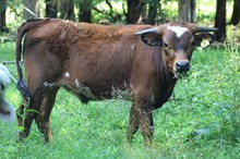 21-08 Steer
