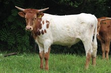 21-23 Steer