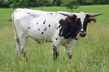 21-41 Steer