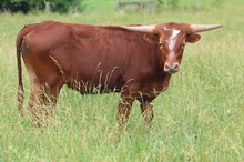 21-65 Steer