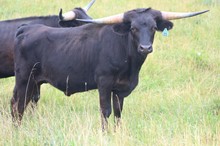 19-21 Steer