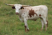 19-49 Steer