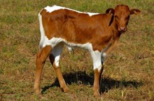 (Heifer Calf) Outlawed X Watson 645