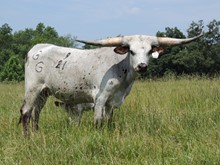 Rustic Stetson