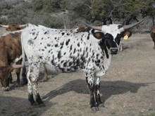 KDK THOR’S SUNFLOWER