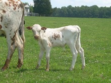 Sunhaven Coach Stacy '10 bull