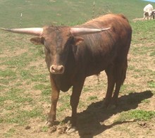 W V Brindle Cowboy Chex