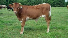 XP Miss Butterfly '10 bull