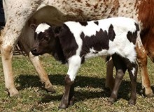 "Cody" 2/24/2016 bull calf