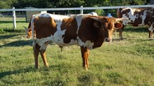 Will Be Golden Bull Calf