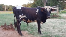 Respected Honey bull calf