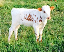 Summer place heifer