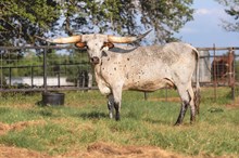 Rustic Stetson