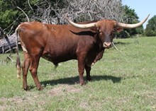 CVL JSC RODEO GENE